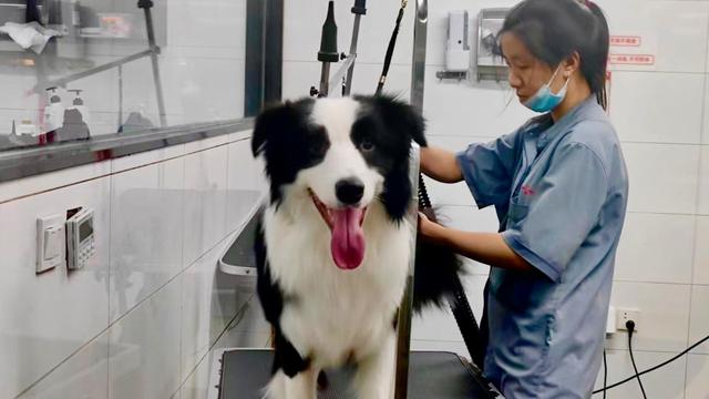 北京最好最正规的宠物医院，北京最好最正规的宠物医院西城？